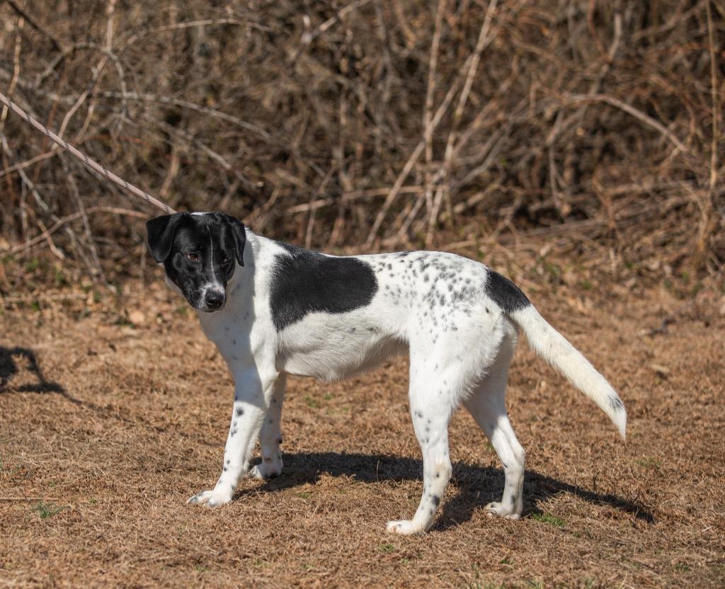 Tamara, a Adoptable mixed breed in Murphysboro, IL image 5/6
