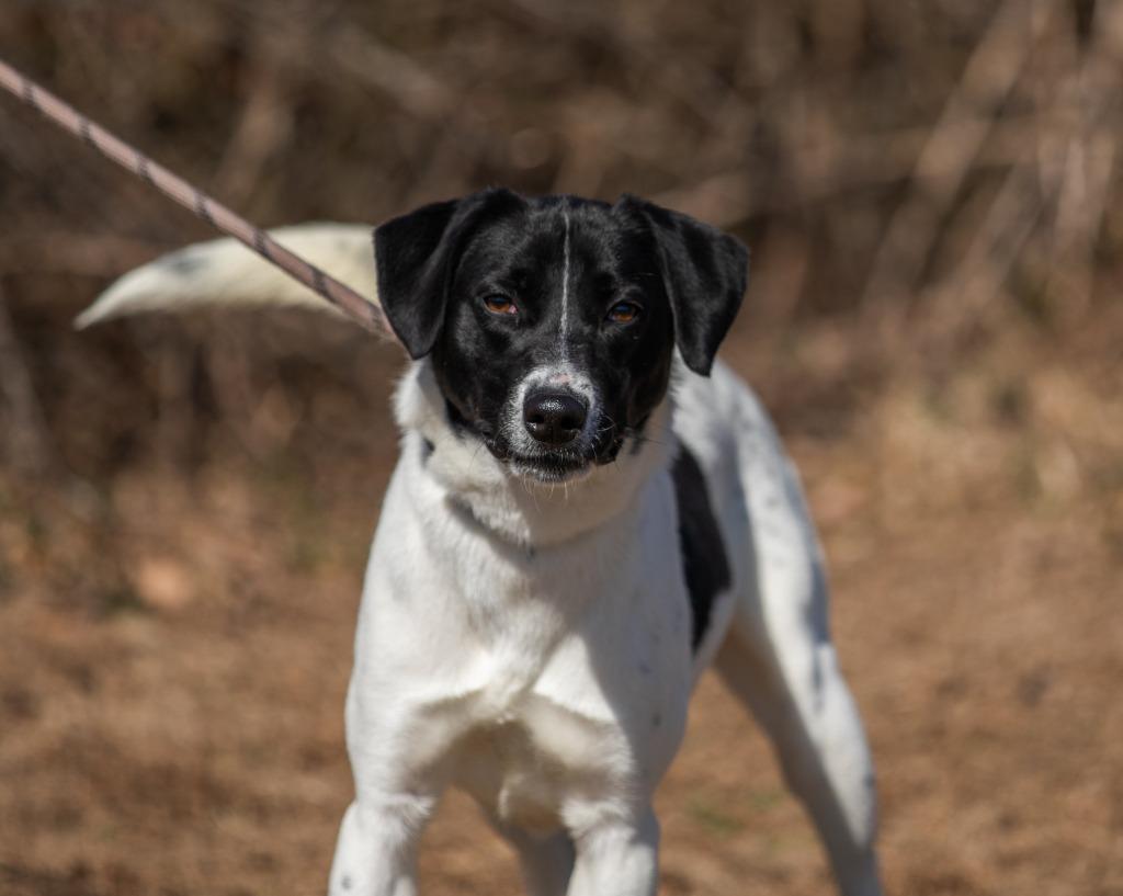 Tamara, a Adoptable mixed breed in Murphysboro, IL image 6/6
