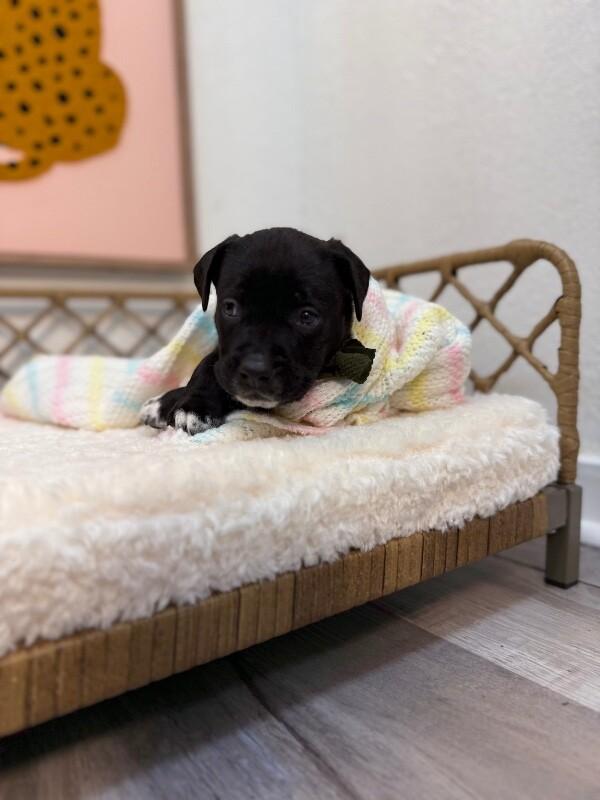 Fig Love — thumbnail 2