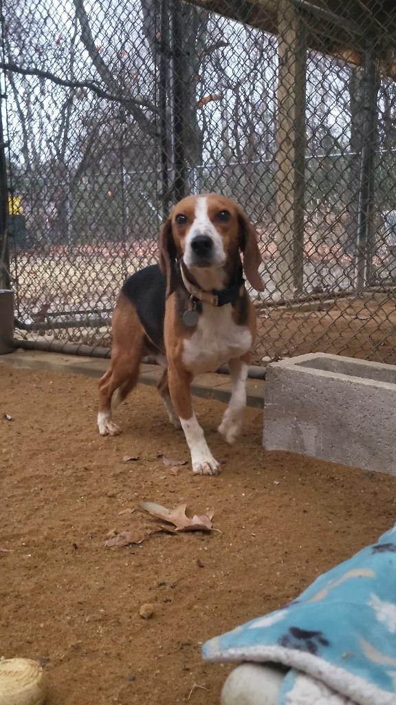 Marty, a Adoptable Beagle in Hampton, VA image 1/2