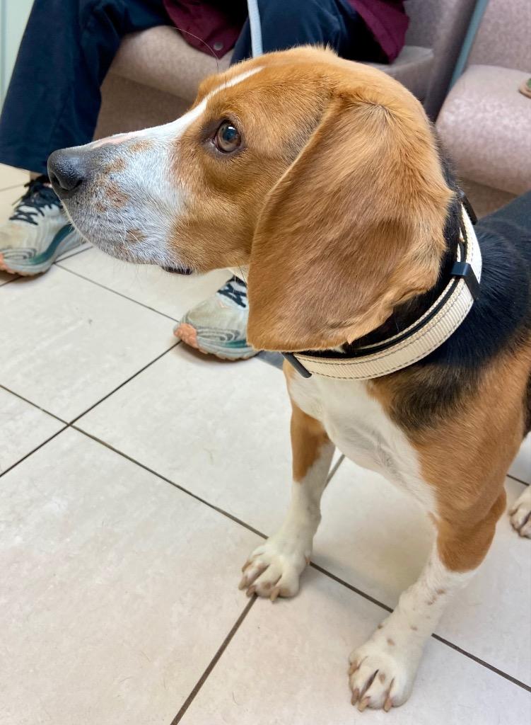 Marty, a Adoptable Beagle in Hampton, VA image 2/2