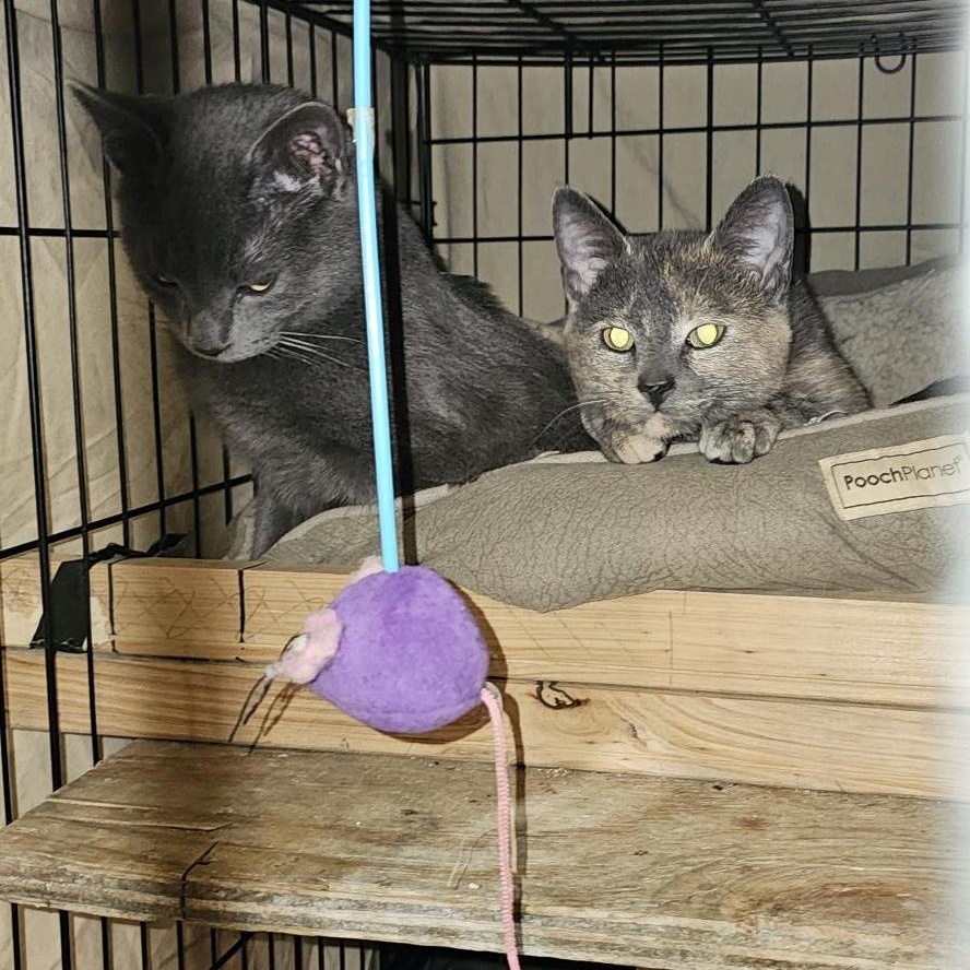 Sir Slate & Ms Shale, bonded pair, adopted, Young Male Domestic Short Hair.