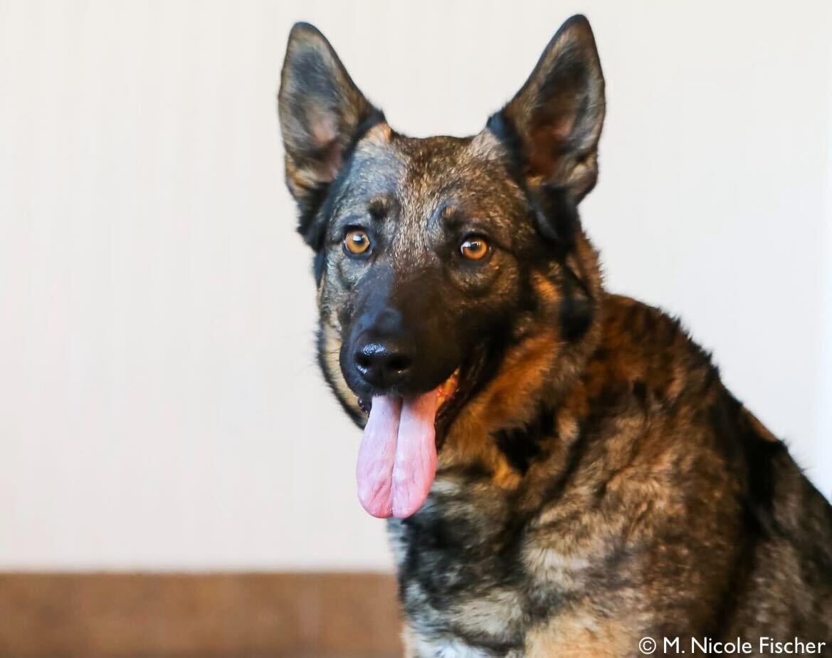 Enlarge Sadie, a ADOPTABLE mixed breed in Conshohocken, PA image 1/3