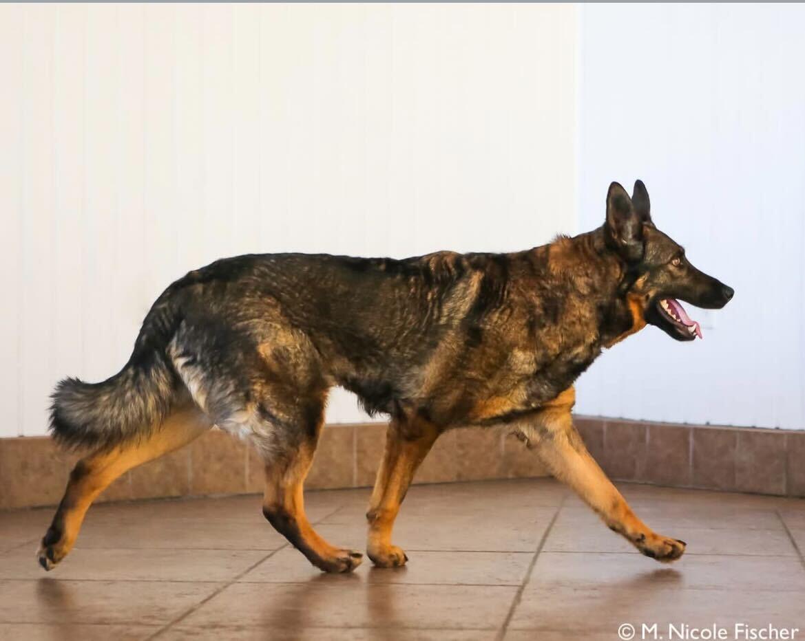 Enlarge Sadie, a ADOPTABLE mixed breed in Conshohocken, PA image 3/3