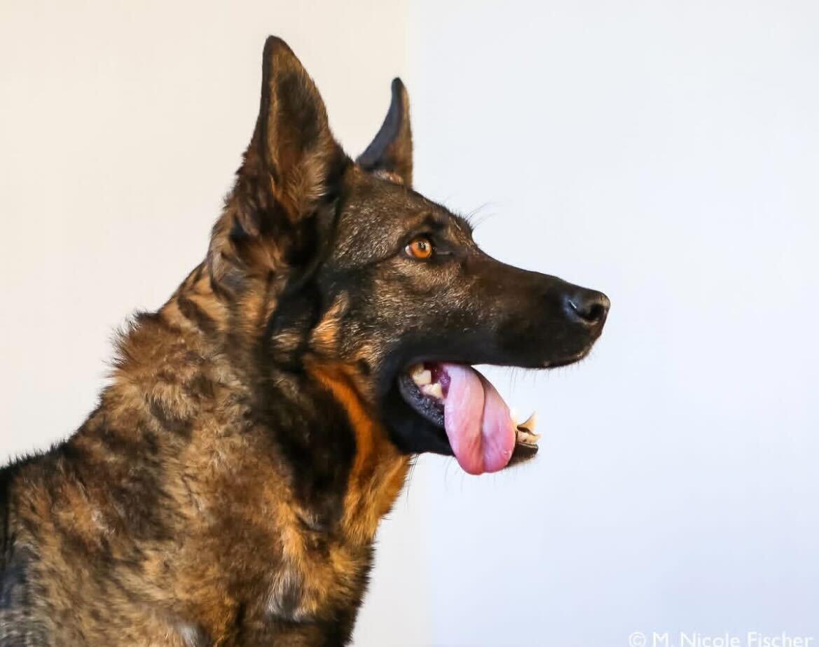 Enlarge Sadie, a ADOPTABLE mixed breed in Conshohocken, PA image 2/3