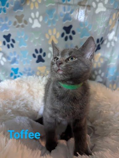 Toffee, Baby Male Domestic Short Hair