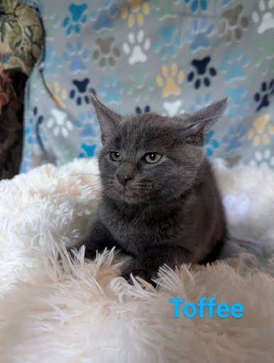 Toffee photo 3