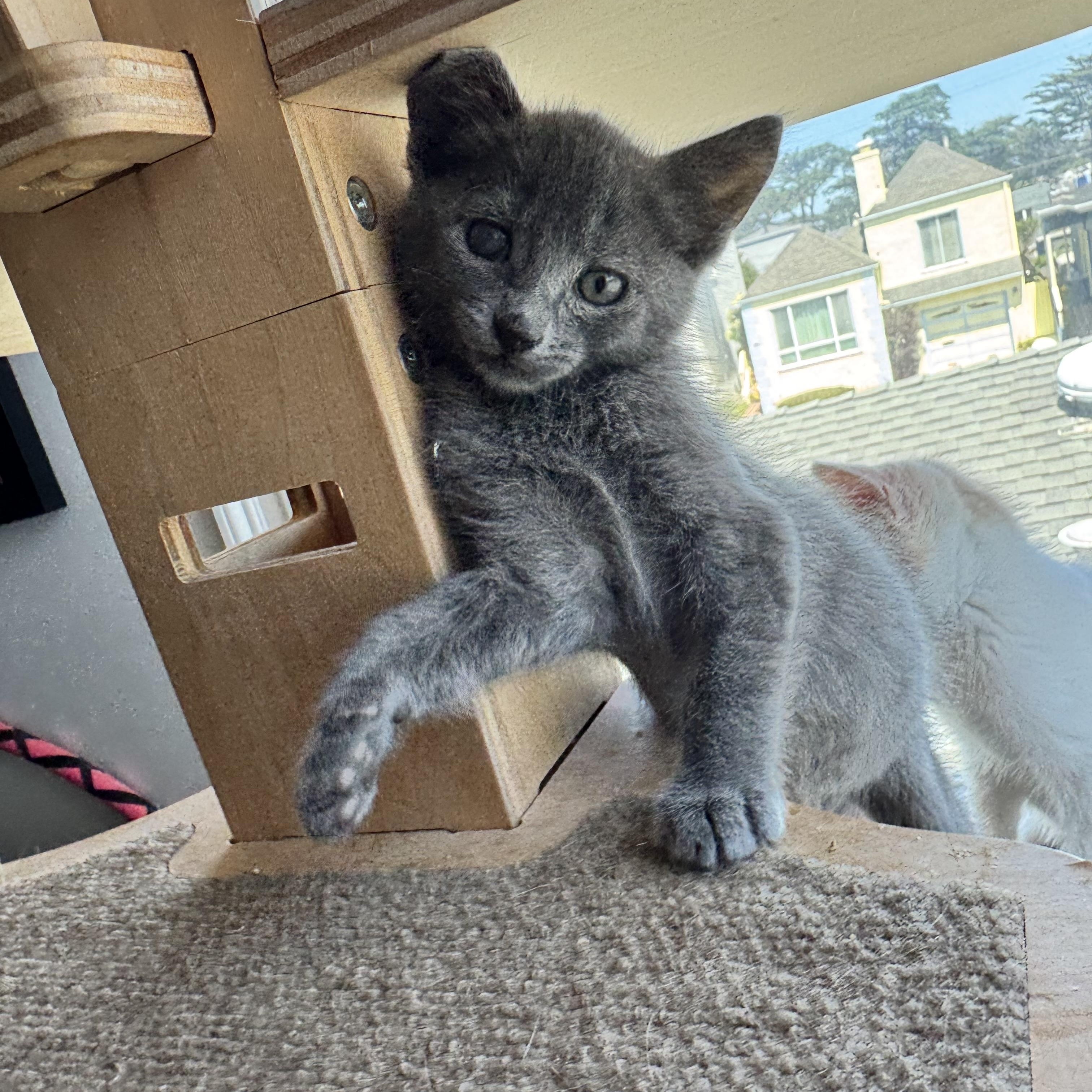 Pretzel bonded with Cheese Ball, a ADOPTABLE Domestic Short Hair in San Francisco, CA image 1/2