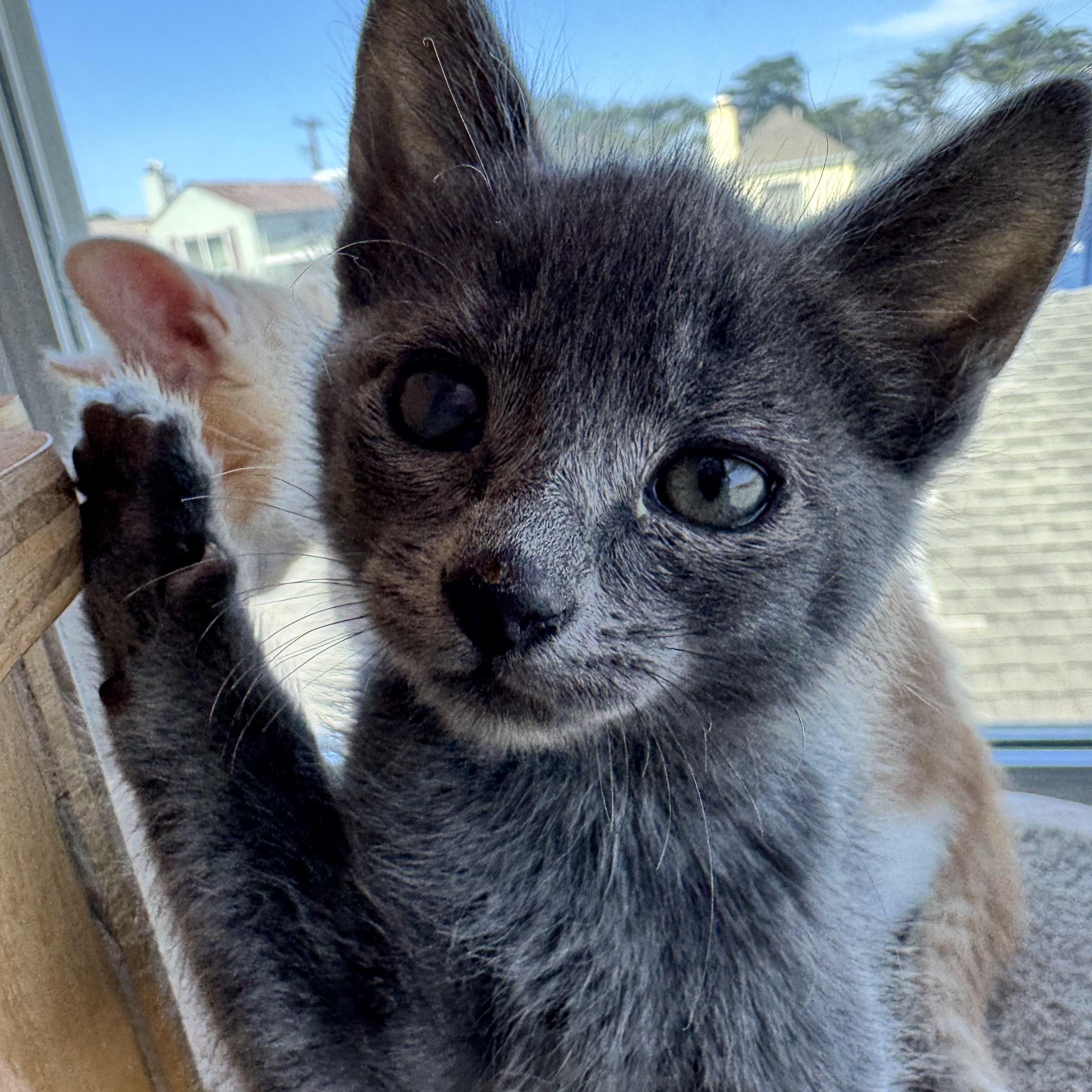 Pretzel bonded with Cheese Ball, a ADOPTABLE Domestic Short Hair in San Francisco, CA image 2/2