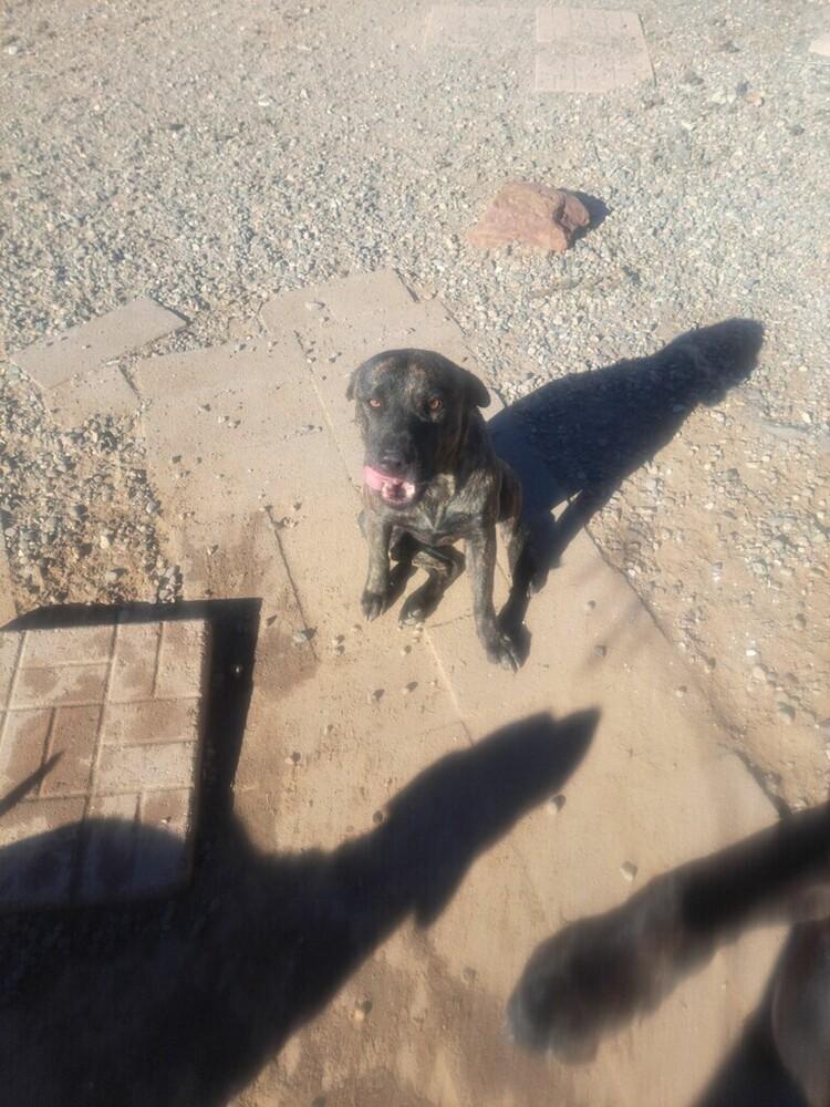 Enlarge Lisa's Oscar, a Adoptable mixed breed in Los Lunas, NM image 1/1