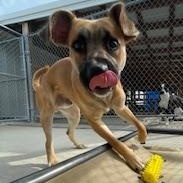 Bruno, Adopted, Young Male Boxer & Pit Bull Terrier.