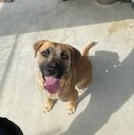 Enlarge Bruno, a Adopted mixed breed in Nashville, IL image 3/3