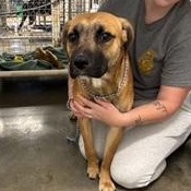 Enlarge Bruno, a Adopted mixed breed in Nashville, IL image 2/3