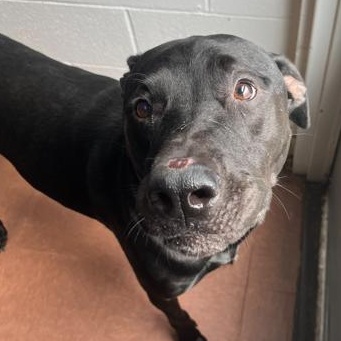 Enlarge Flynn, a Adoptable mixed breed in Rapid City, SD image 2/2