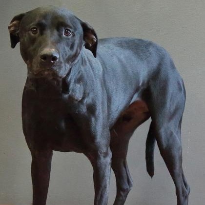 Enlarge Flynn, a Adoptable mixed breed in Rapid City, SD image 1/2