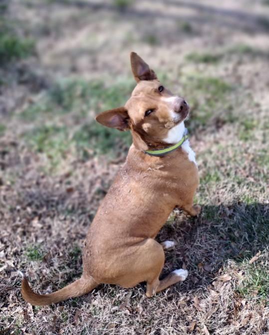 Enlarge Annie (Podenco Maneto Breed), a Adoptable Mixed Breed in Greenville, SC image 3/6