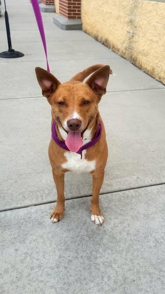 Enlarge Annie (Podenco Maneto Breed), a Adoptable Mixed Breed in Greenville, SC image 5/6
