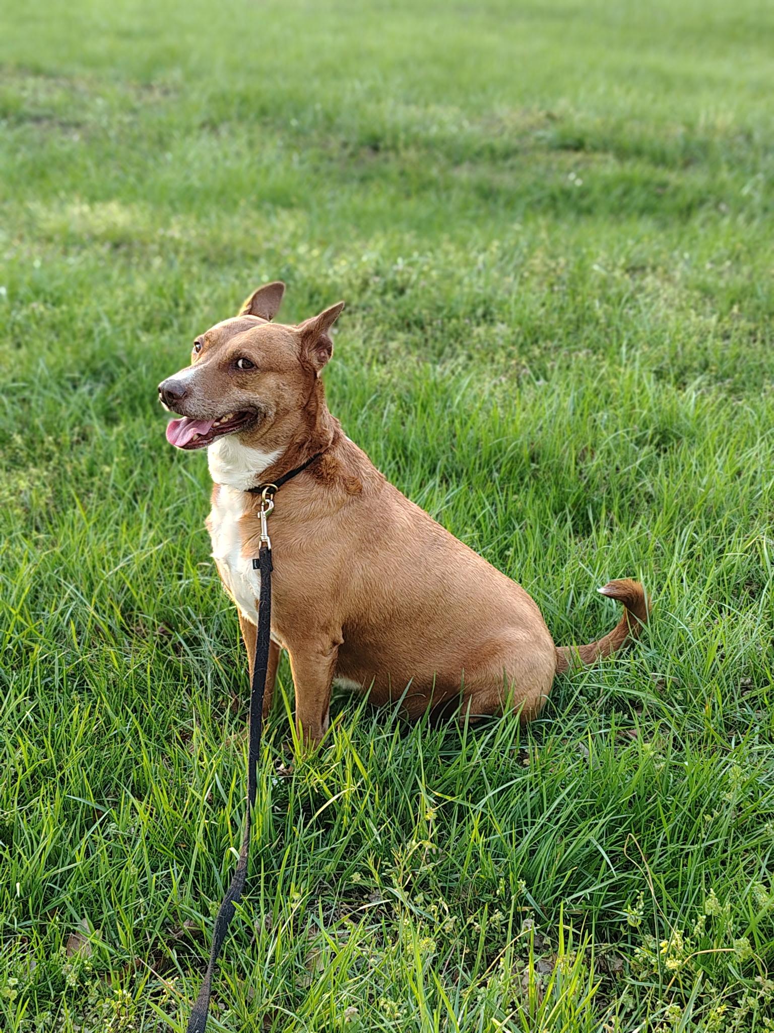 Enlarge Annie (Podenco Maneto Breed), a Adoptable Mixed Breed in Greenville, SC image 4/6