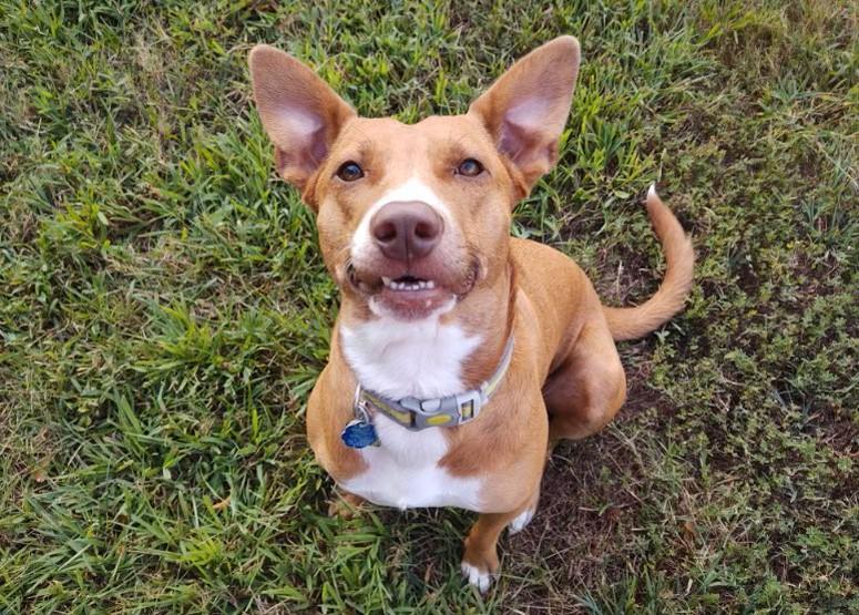 Enlarge Annie (Podenco Maneto Breed), a Adoptable Mixed Breed in Greenville, SC image 2/6