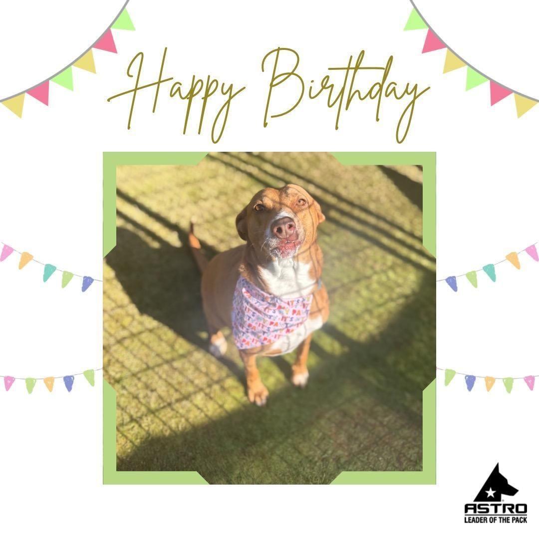 Enlarge Annie (Podenco Maneto Breed), a Adoptable Mixed Breed in Greenville, SC image 4/6