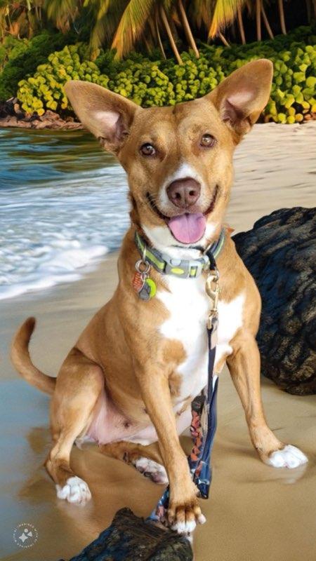 Enlarge Annie (Podenco Maneto Breed), a Adoptable Mixed Breed in Greenville, SC image 1/6