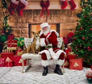 Enlarge Annie (Podenco Maneto Breed), a Adoptable Mixed Breed in Greenville, SC image 6/6