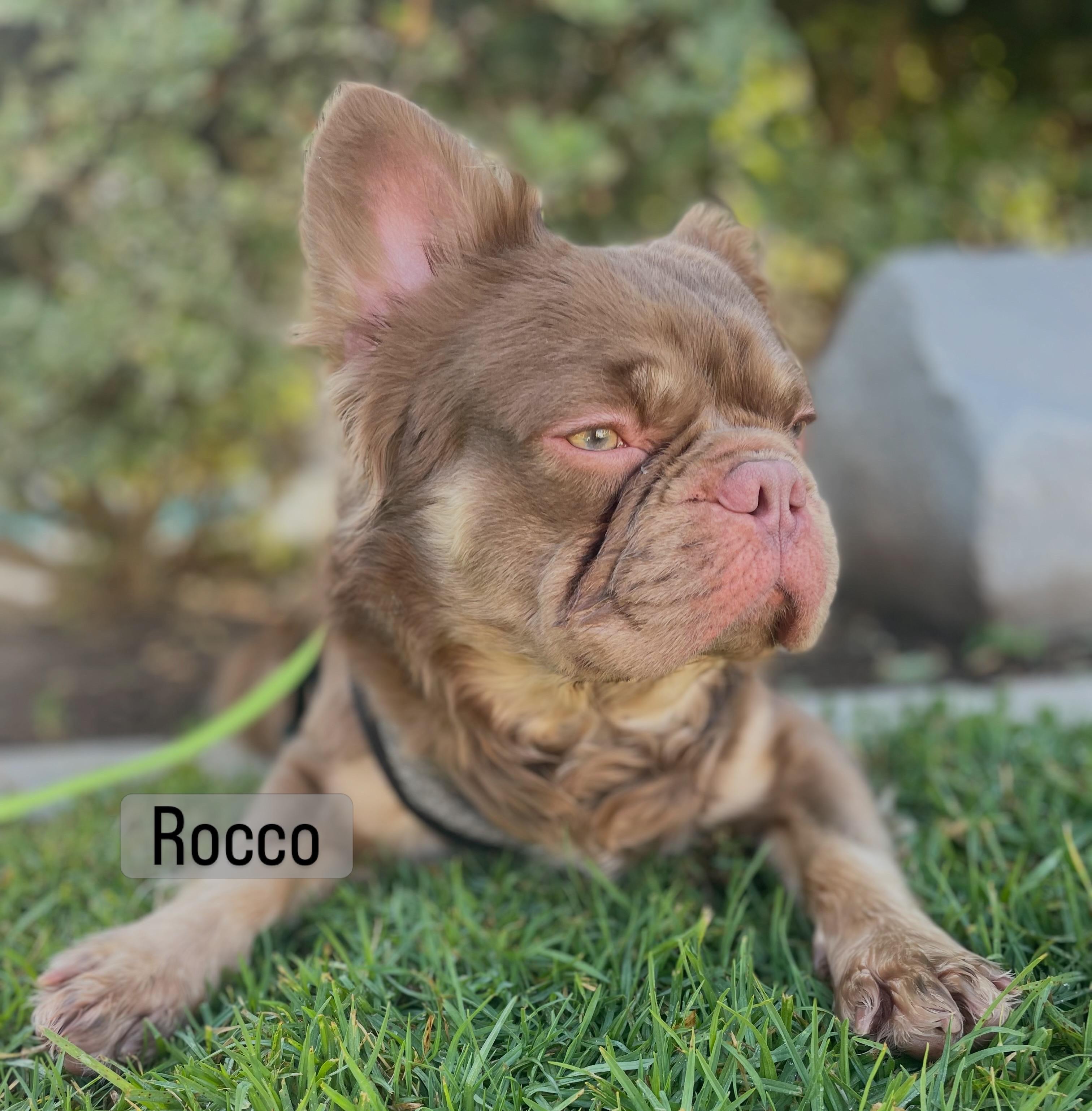 Rocco, ADOPTABLE, Young Male French Bulldog.