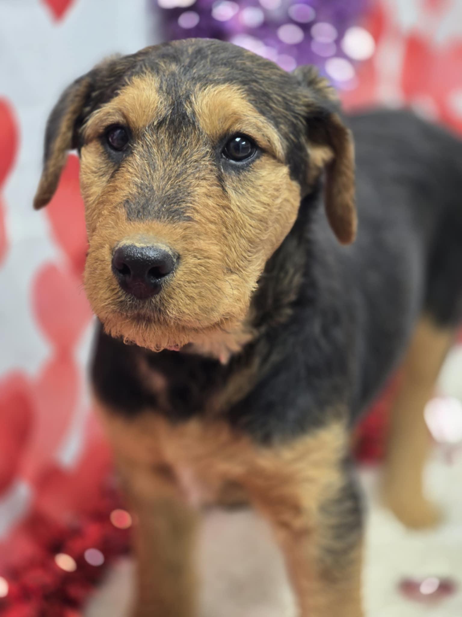 Minerva, adopted, Puppy Female Airedale Terrier.