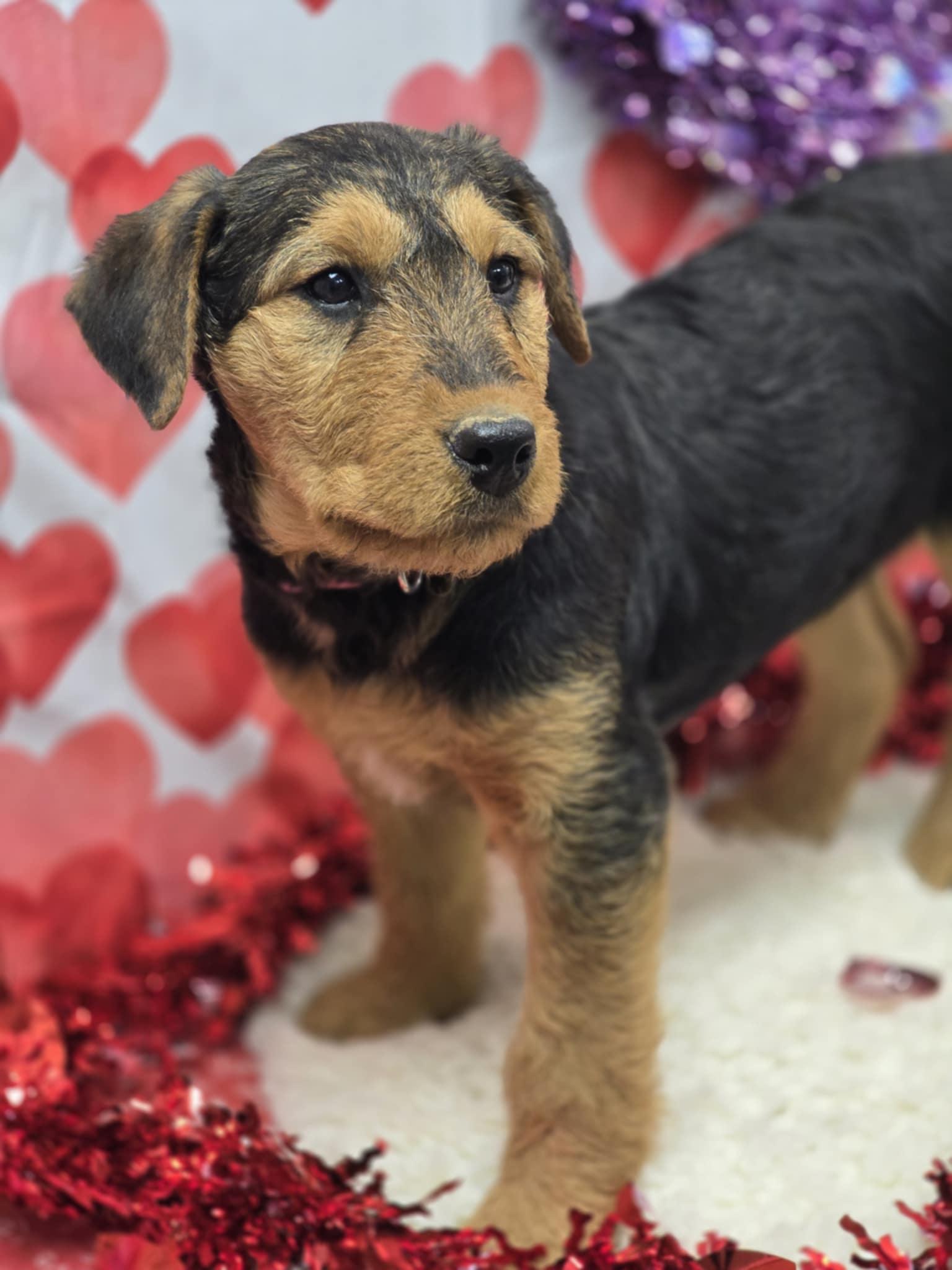 Enlarge Minerva, an adopted Airedale Terrier in Effingham, IL image 2/2