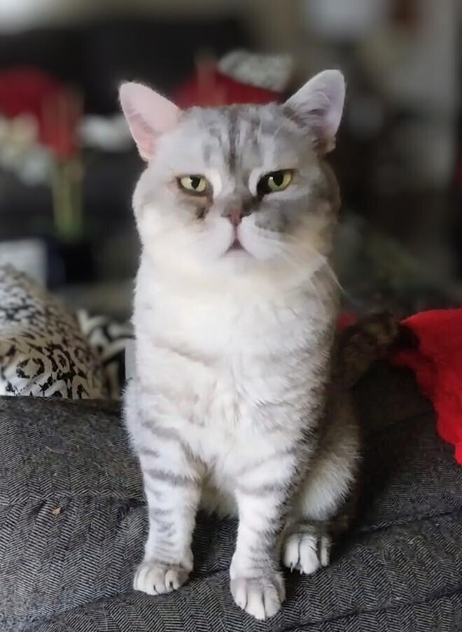 Baxter (grey collar), Adoptable, Kitten Male Domestic Short Hair & British Shorthair.