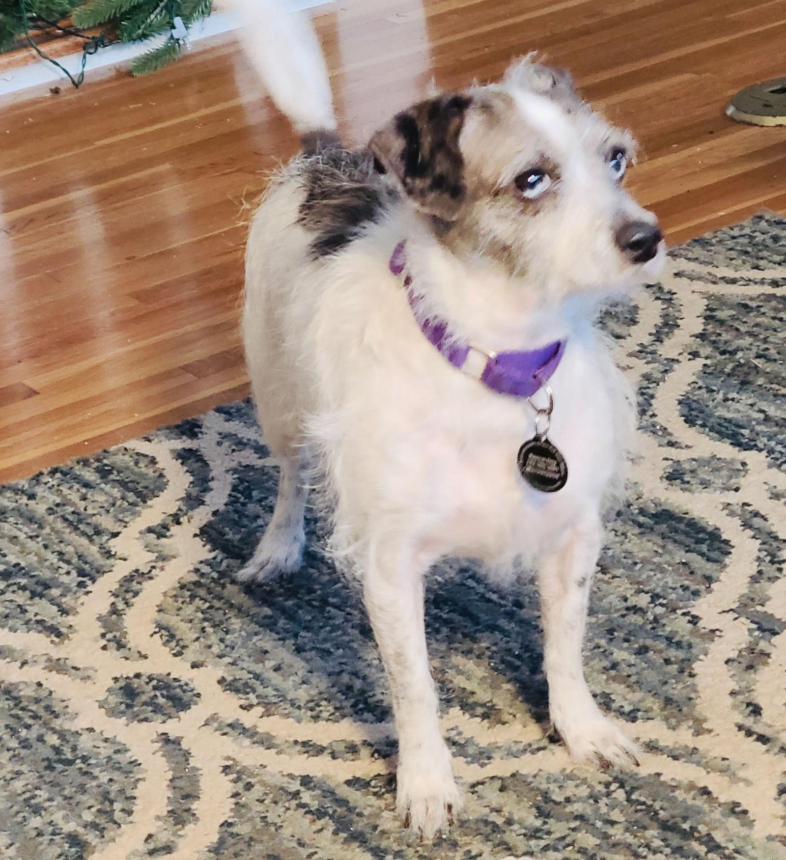 Marble, Adoptable, Adult Female Chihuahua & Parson Russell Terrier.