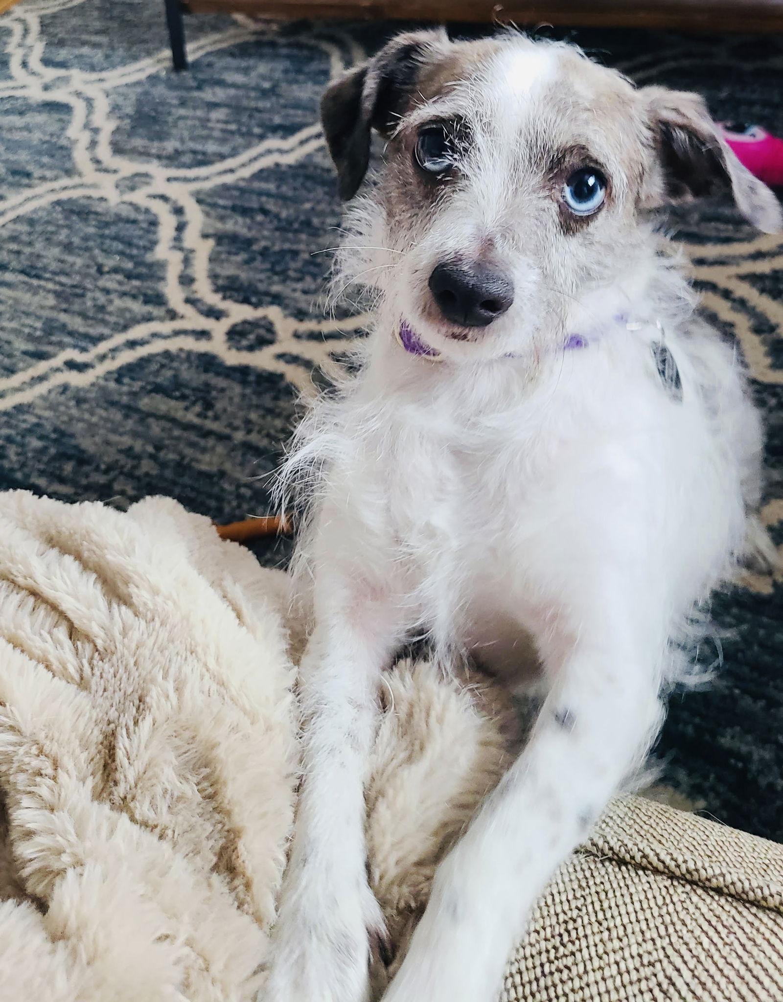 Enlarge Marble, a Adoptable mixed breed in Savage, MN image 2/3