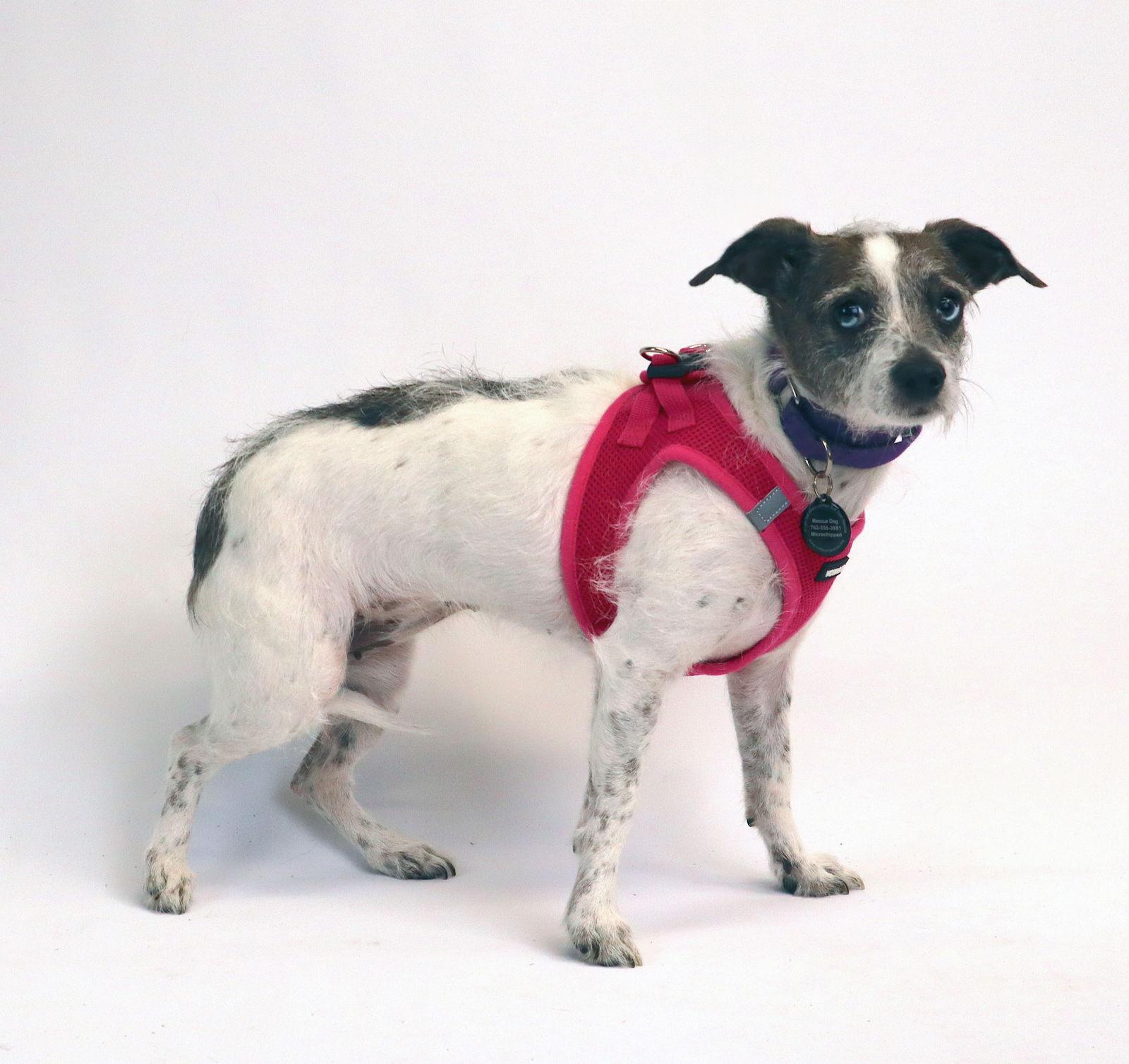 Enlarge Marble, a Adoptable mixed breed in Savage, MN image 1/3