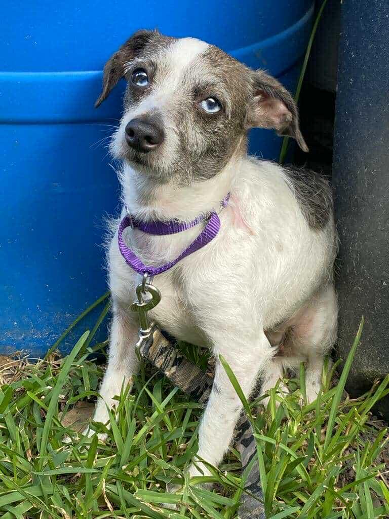 Enlarge Marble, a Adoptable mixed breed in Savage, MN image 2/3