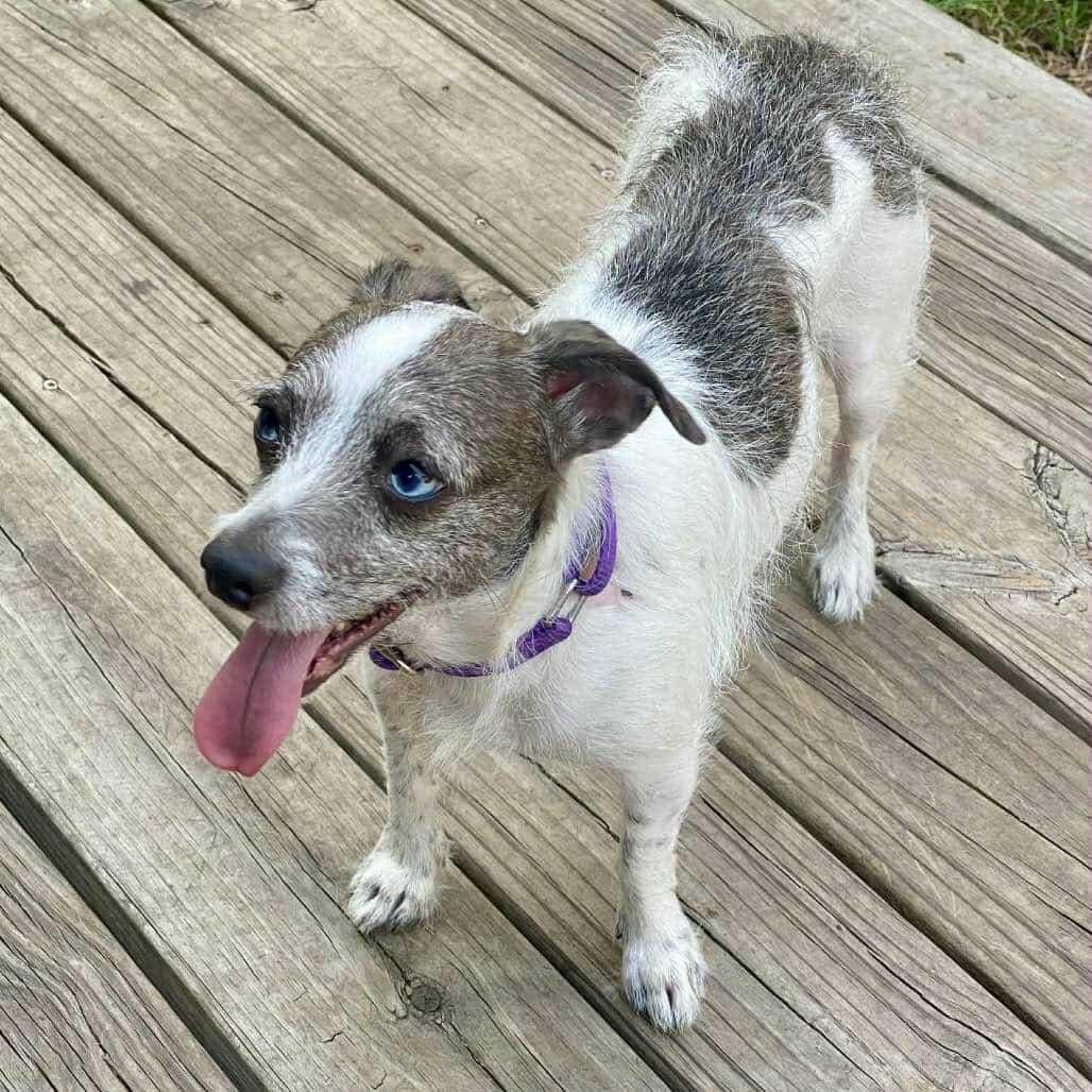 Enlarge Marble, a Adoptable mixed breed in Savage, MN image 3/3