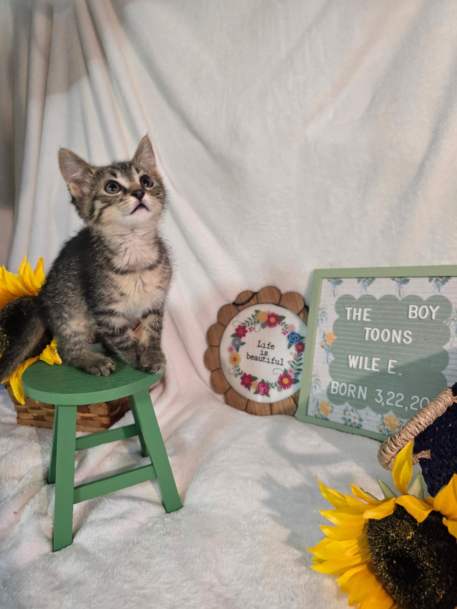 Enlarge Wil -E, a ADOPTABLE Domestic Short Hair in Lapeer, MI image 1/3