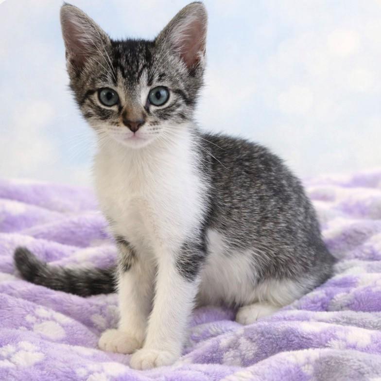 Sergia, ADOPTABLE, Kitten Female Domestic Short Hair.