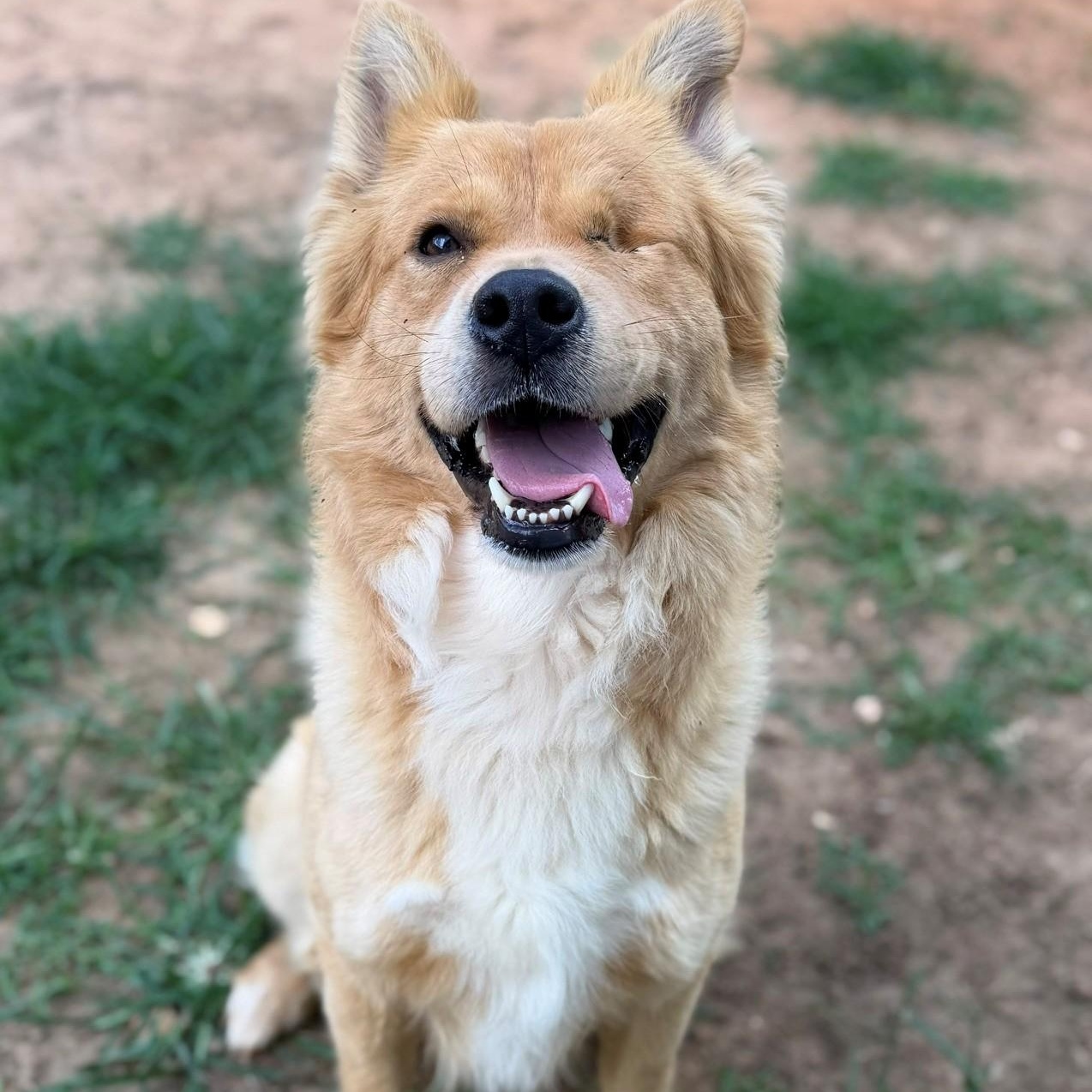 Enlarge Pirate, a ADOPTABLE mixed breed in Summerdale, AL image 1/1