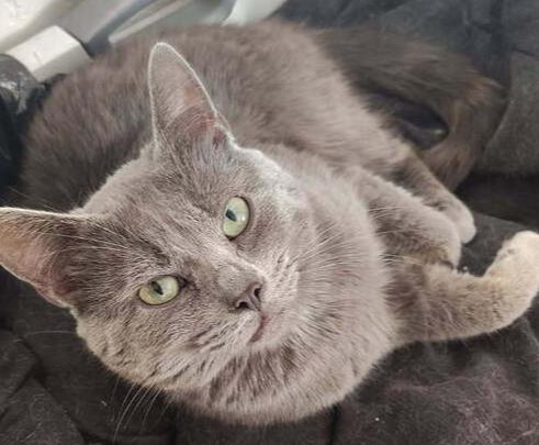 Elvis, Adoptable, Adult Male Domestic Short Hair.