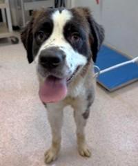 DEEBIE, adopted, Young Female Saint Bernard.