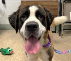 Enlarge DEEBIE, an adopted Saint Bernard in Huntington, NY image 2/2
