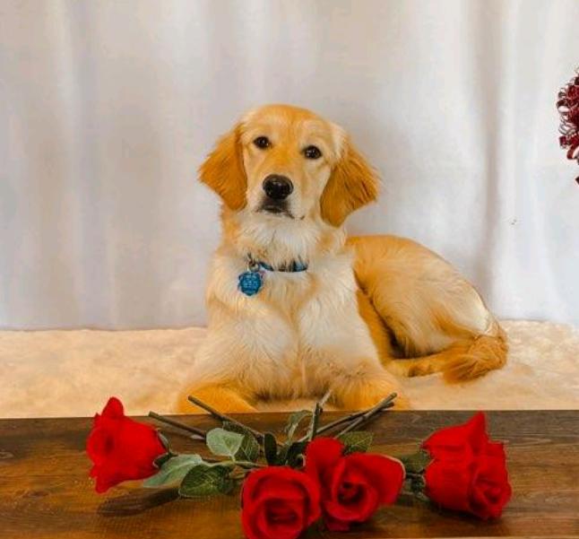 Enlarge Aurora, a Adopted Golden Retriever in Sioux Falls, SD image 1/1