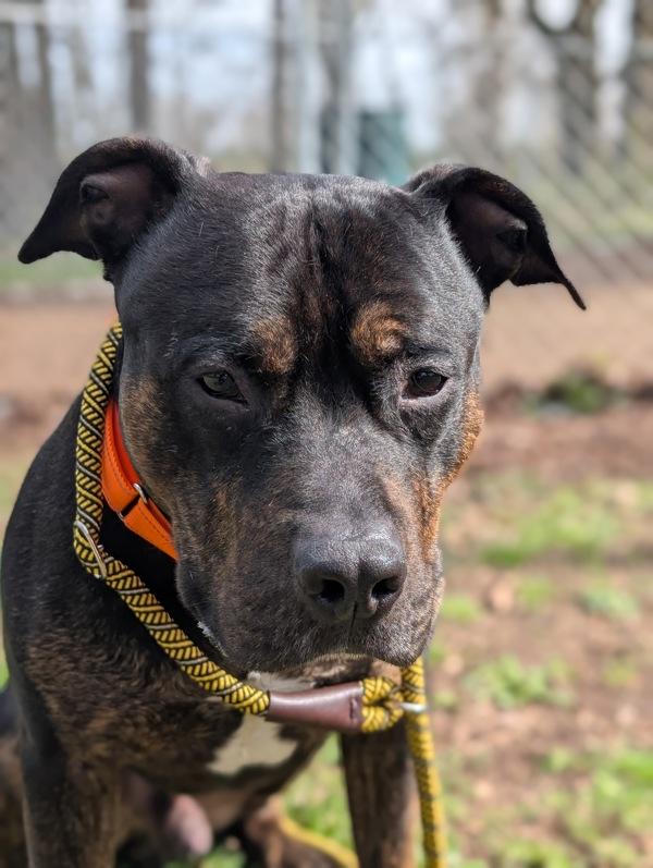 Brutus, Adoptable, Adult Male Pit Bull Terrier.