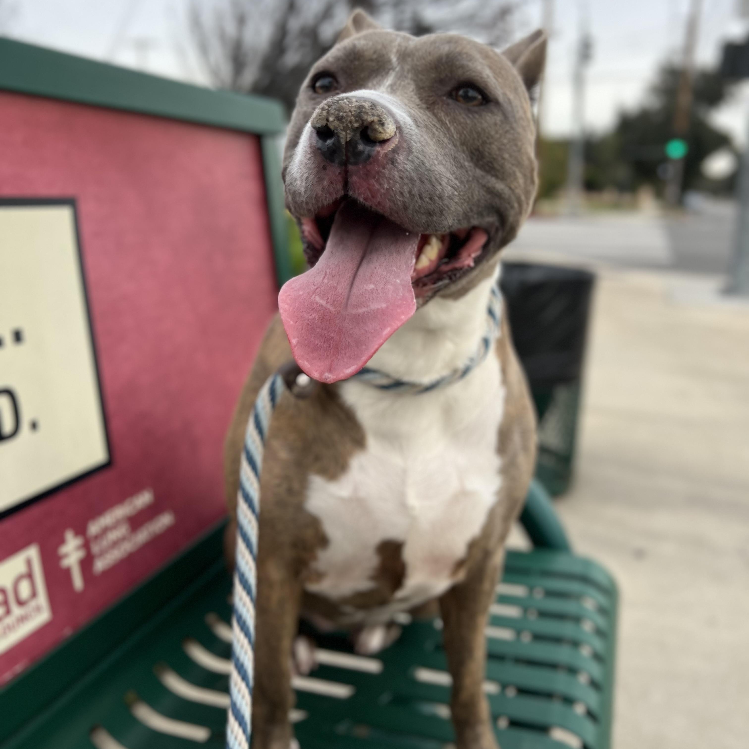 Enlarge Bella-Pure Love, Just Wants To Be By Your Side, a Adoptable mixed breed in Woodland Hills, CA image 6/6