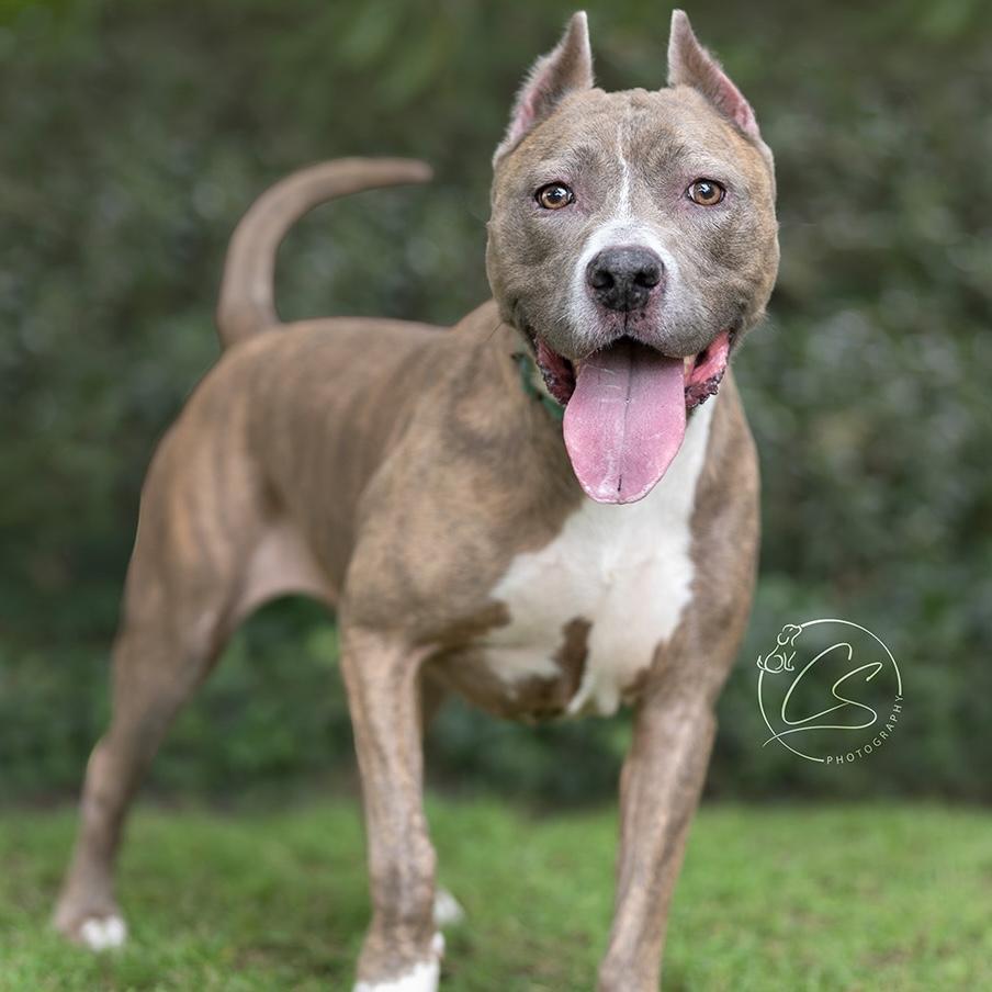 Enlarge Bella-Pure Love, Just Wants To Be By Your Side, a Adoptable mixed breed in Woodland Hills, CA image 5/6