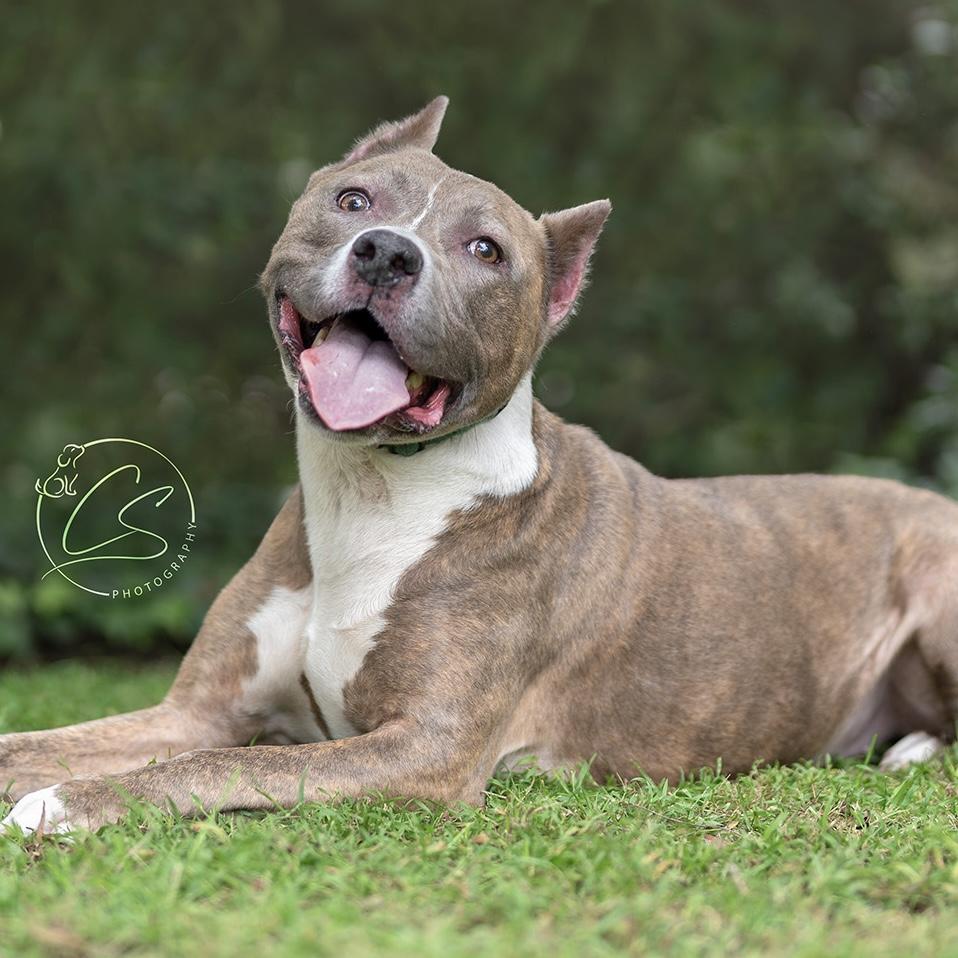 Enlarge Bella-Pure Love, Just Wants To Be By Your Side, a Adoptable mixed breed in Woodland Hills, CA image 1/6