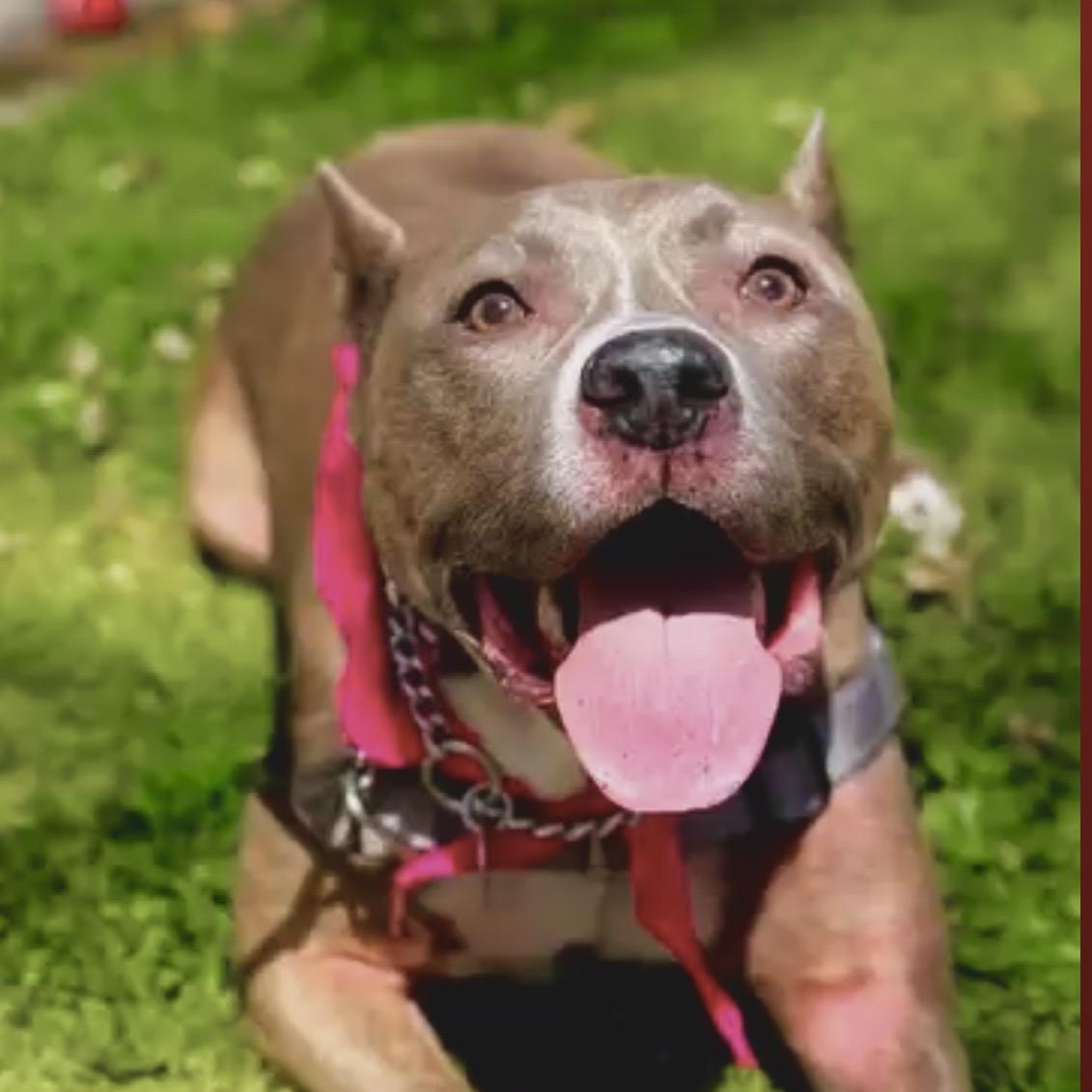 Enlarge Bella-Pure Love, Just Wants To Be By Your Side, a Adoptable mixed breed in Woodland Hills, CA image 4/6