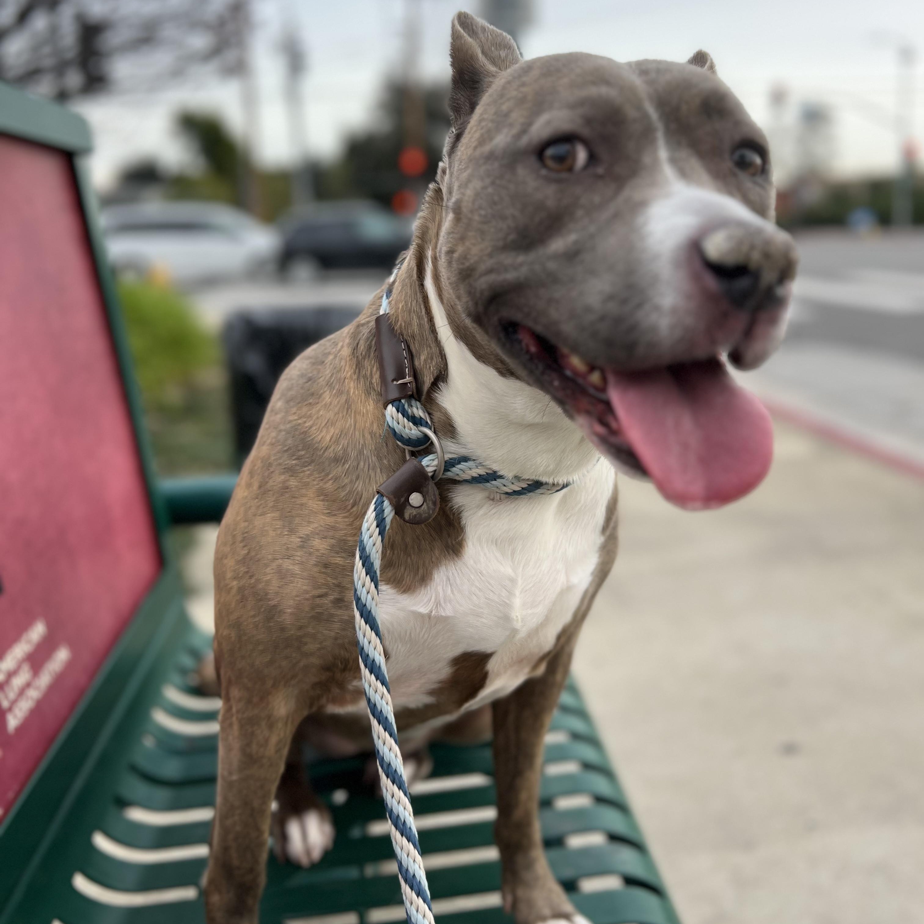 Enlarge Bella-Pure Love, Just Wants To Be By Your Side, a Adoptable mixed breed in Woodland Hills, CA image 3/6