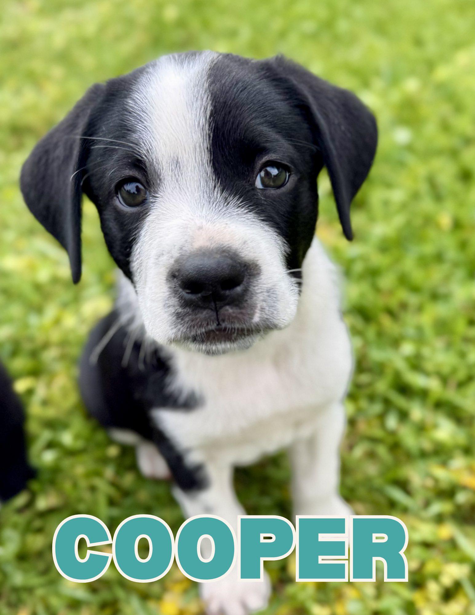 Cooper, ADOPTABLE, Puppy Male Dachshund.