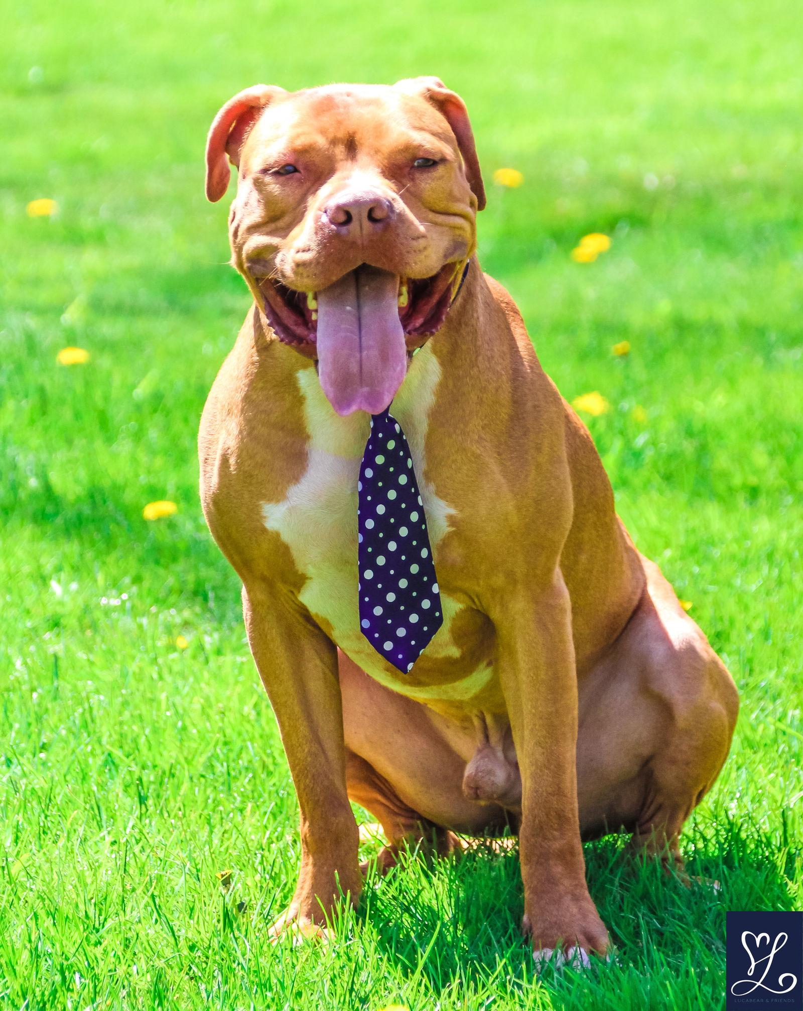 Enlarge Bruno, a Adoptable Pit Bull Terrier in Lockport, NY image 1/3